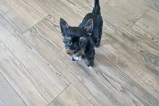 Yorkshire Terrier Piesek Gotowy do odbioru