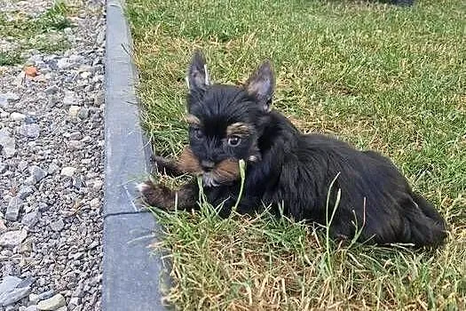 Yorkshire Terrier Piesek Gotowy do odbioru, Małopolskie, Niepołomice