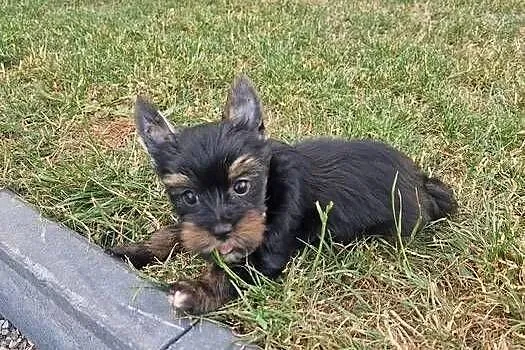Yorkshire Terrier Piesek Gotowy do odbioru, Małopolskie, Niepołomice