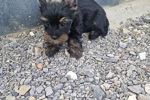 Yorkshire Terrier Piesek Gotowy do odbioru, Małopolskie, Niepołomice