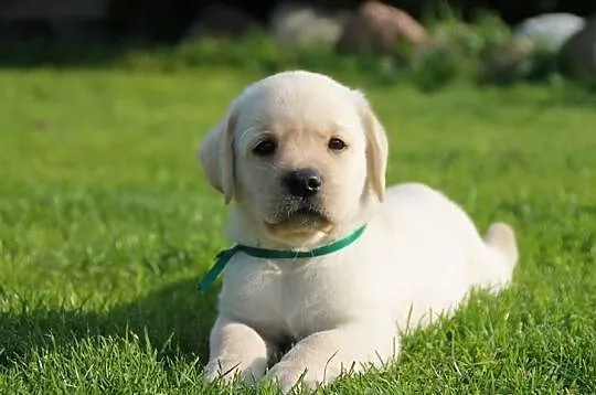 Biszkoptowy piesek labrador retriever, rodowód ZKw