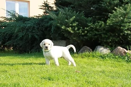 Biszkoptowy piesek labrador retriever, rodowód ZKw