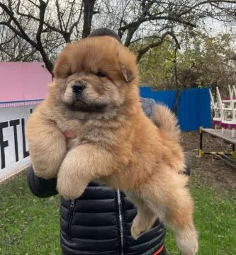 Piękne szczenięta rasy chow chow gotowe do zamieszkania w nowym domu Napisz do nas, aby uzyskać aktu, , Lody