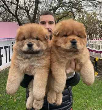 Piękne szczenięta rasy chow chow gotowe do zamieszkania w nowym domu Napisz do nas, aby uzyskać aktu, , Lody