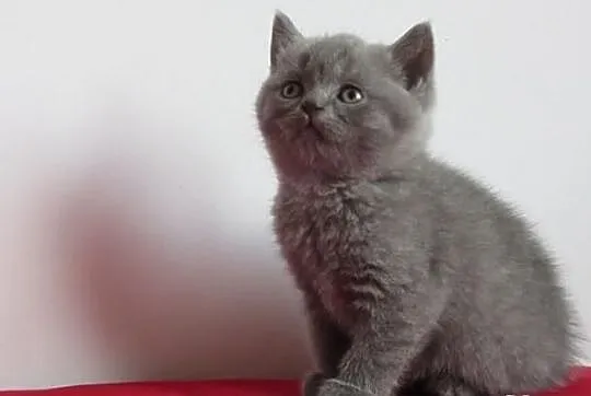Kot.Koty,Kocięta Brytyjskie z Rodowodem (Niebieski