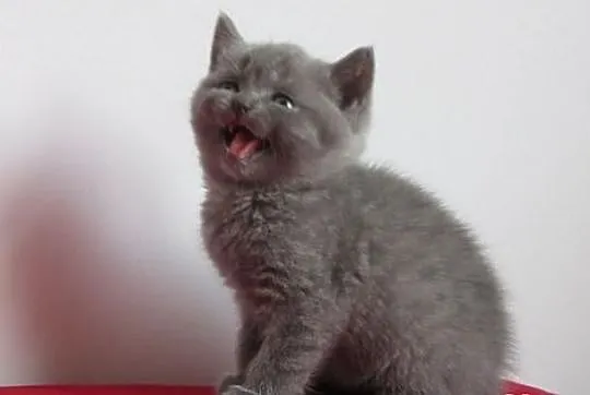 Kot.Koty,Kocięta Brytyjskie z Rodowodem (Niebieski