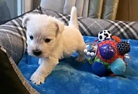 Piesek po Championach West Highland white Terrier ZKwP FCI