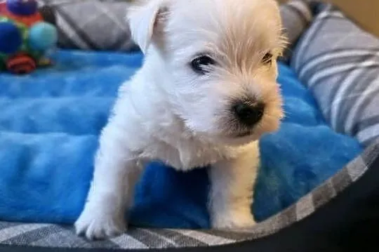 Piesek po Championach West Highland white Terrier ZKwP FCI, Mazowieckie, Chrośla