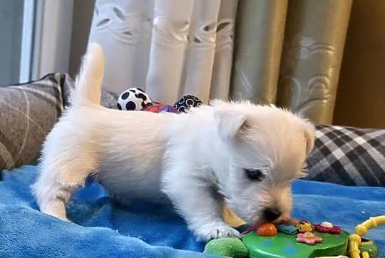 Piesek po Championach West Highland white Terrier ZKwP FCI, Mazowieckie, Chrośla