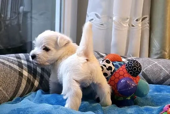 Piesek po Championach West Highland white Terrier ZKwP FCI, Mazowieckie, Chrośla