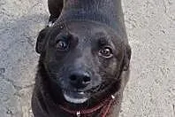 Lennox do adopcji,  łódzkie Skierniewice