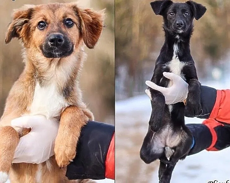 Piękne maluszki do adopcji! :), Warmińsko-mazurskie, Olsztyn