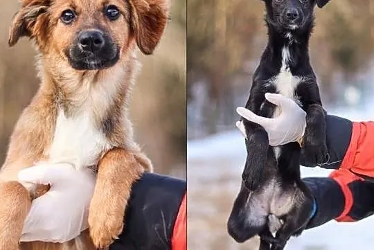 Piękne maluszki do adopcji! :)