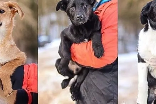 Piękne maluszki do adopcji! :), Warmińsko-mazurskie, Olsztyn