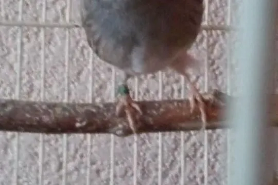 Sprzedam kanarka samca Glostera Szafira