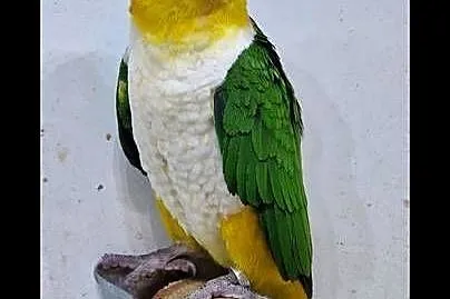 Barwinka białobrzucha Pionites leucogaster, Zachodniopomorskie, Szczecin