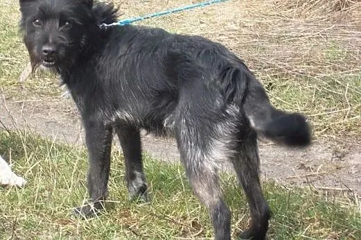 Pokochaj i zaadoptuj Chrupka! Pomóż mu znaleźć swo
