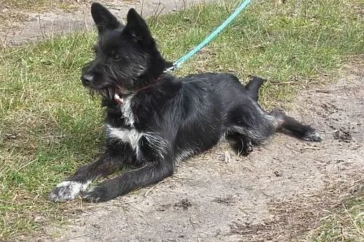 Pokochaj i zaadoptuj Chrupka! Pomóż mu znaleźć swo