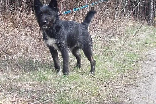 Pokochaj i zaadoptuj Chrupka! Pomóż mu znaleźć swo