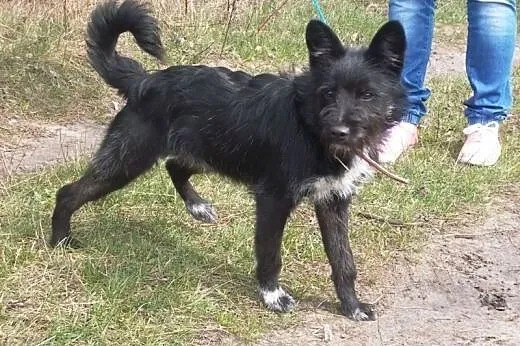 Pokochaj i zaadoptuj Chrupka! Pomóż mu znaleźć swo