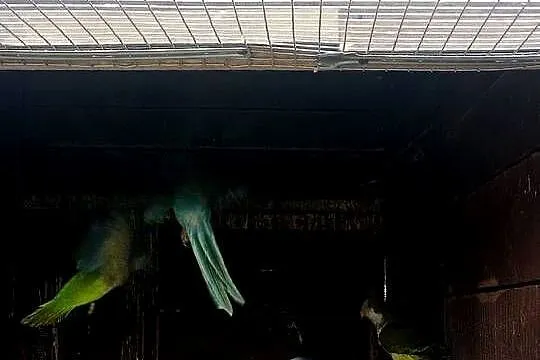 Mnichy nizinne, Pomorskie, Główczewice