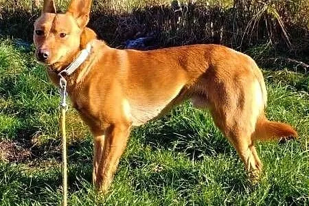 MIKUŚ &#8211; 4-letni, delikatny i wrażliwy psiak; szuka domu,  łódzkie Łódź, Łódzkie, Łódź