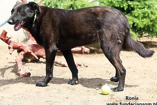 Ronia- spokojna, uczuciowa sunia, Mazowieckie, Nowy Dwór Mazowiecki