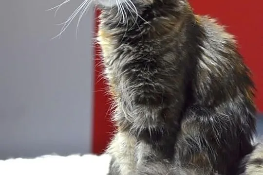 Koteczka Maine Coon