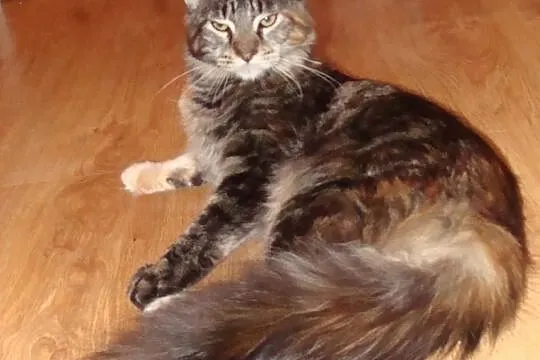 Koteczka Maine Coon