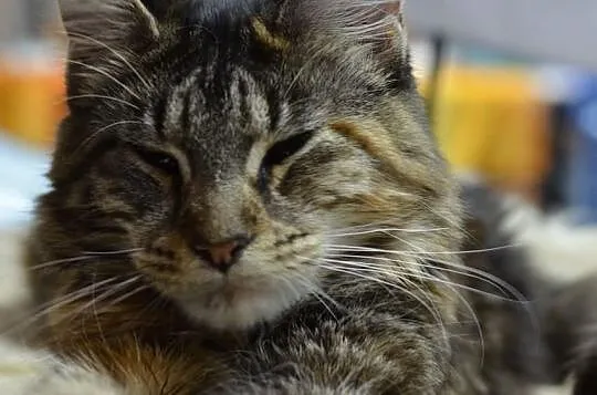 Koteczka Maine Coon