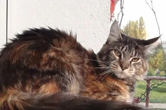 Koteczka Maine Coon