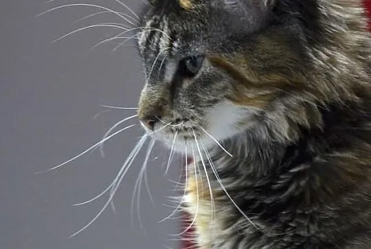 Koteczka Maine Coon