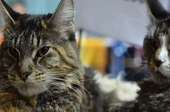 Koteczka Maine Coon