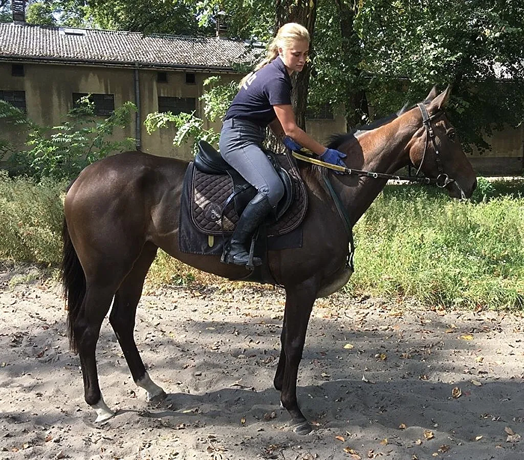 Klacz, 3,5 roku, 166cm. PS( XX), ,
