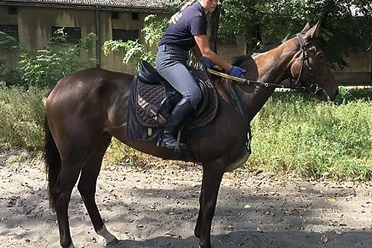 Klacz, 3,5 roku, 166cm. PS( XX), , 