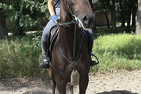 Klacz, 3,5 roku, 166cm. PS( XX), , 
