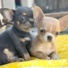 Przepiękne Chihuahua szczenięta gotowe do sprzedaży w nowych domach
