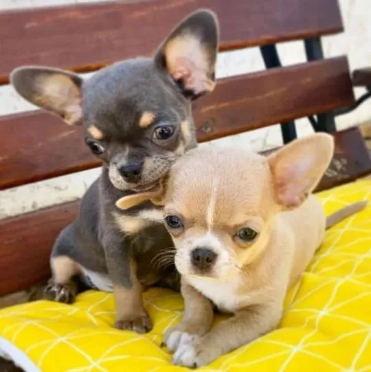 Przepiękne Chihuahua szczenięta gotowe do sprzedaży w nowych domach, Śląskie, Mysłowice