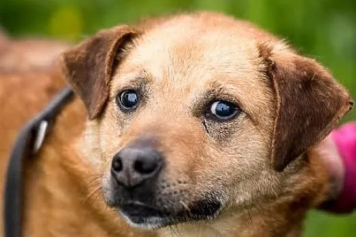 MARIO - wyjątkowy pies - pokochaj i adoptuj go - p
