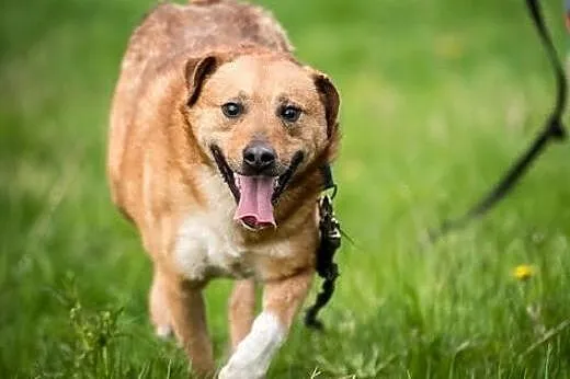 MARIO - wyjątkowy pies - pokochaj i adoptuj go - p