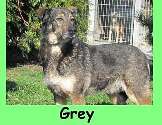 Grey - dostojny przyjacielski psiak do adopcji, d