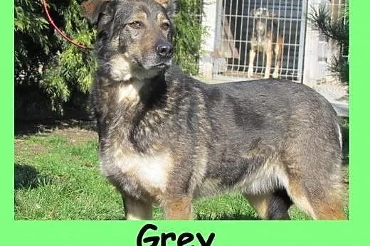 Grey - dostojny przyjacielski psiak do adopcji,  d