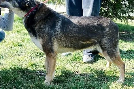 Grey - dostojny przyjacielski psiak do adopcji,  d