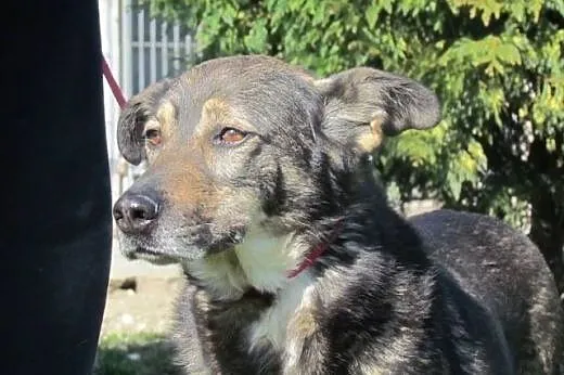 Grey - dostojny przyjacielski psiak do adopcji,  d