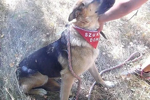 Elza - bardzo łagodna, przyjazna sunia w typie owczarka ADOPCJA,  Kundelki cała Polska