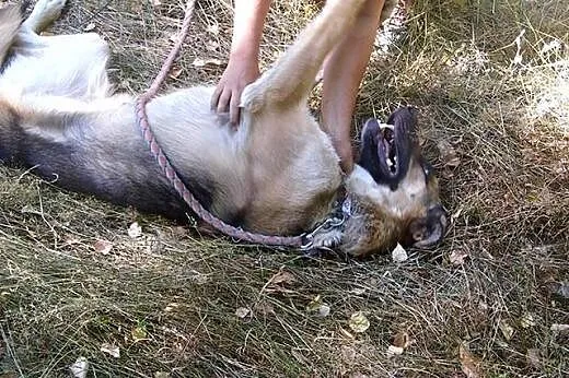 Elza - bardzo łagodna, przyjazna sunia w typie owc