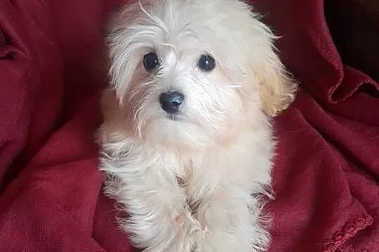 Mini maltipoo suczka maltańczyk pudel toy red gotowa do odbioru
