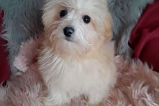 Mini maltipoo suczka maltańczyk pudel toy red gotowa do odbioru, Świętokrzyskie, Busko-Zdrój