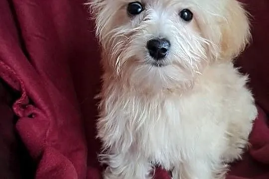 Mini maltipoo suczka maltańczyk pudel toy red gotowa do odbioru, Świętokrzyskie, Busko-Zdrój