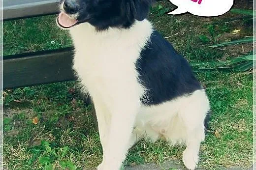 Fibi – czarno-biała sunia do adopcji.,  dolnośląskie Wrocław
